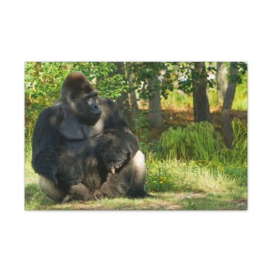 Silverback Gorilla at Bonita Springs Zoo