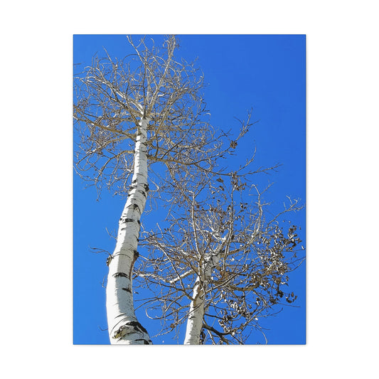 Aspen trees against stunning blue Colorado sky - oil paint filter