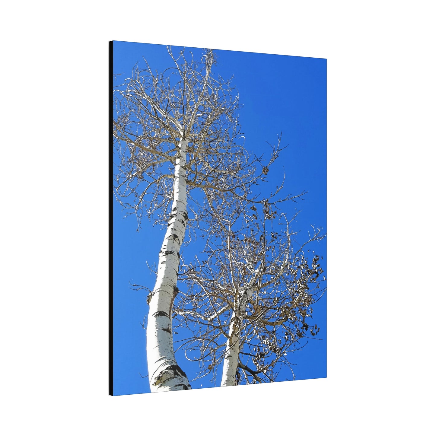 Aspen trees against stunning blue Colorado sky - oil paint filter